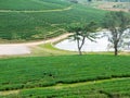 Field of Tea Plantation in a Row Royalty Free Stock Photo