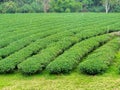 Field of Tea Plantation in a Row Royalty Free Stock Photo