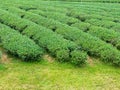 Field of Tea Plantation in a Row Royalty Free Stock Photo