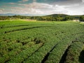 Field of Tea Plantation in a Row Royalty Free Stock Photo