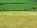 Field of Tea Plantation in a Row Royalty Free Stock Photo
