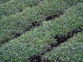 Field of Tea Plantation in a Row Royalty Free Stock Photo