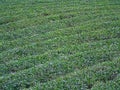 Field of Tea Plantation in a Row Royalty Free Stock Photo