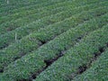 Field of Tea Plantation in a Row Royalty Free Stock Photo