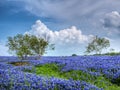 Field of Texas Bluebonnets Royalty Free Stock Photo