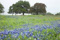 Field of Texas Bluebonnets and other wildflowers with trees Royalty Free Stock Photo