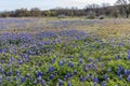 Field of Texas Hill Country Bluebonnets and Indian Paintbrush