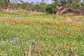 A Field of Texas Wildflowers - Indian Blanket or Fire Wheel plus Pink Evening Primrose and Others. Gaillardia