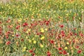 A Field of Texas Wildflowers - Indian Blanket or Fire Wheel plus Pink Evening Primrose and Others. Gaillardia