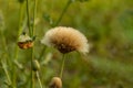 Field thistle is also known as pasture thistle, Carline thistle