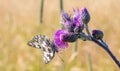 Creeping thistle Cirsium arvense lilac flowers with butterfly Royalty Free Stock Photo