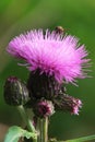 Field thistle (Cirsium heterophyllum) and fly Royalty Free Stock Photo