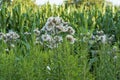 Field thistle, with flowers and pappus bristles