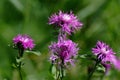 Field thistle (Ã¯Â¿Â½irsium heterophyllum) and bee Royalty Free Stock Photo