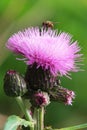 Field thistle (Ã¯Â¿Â½irsium heterophyllum) and fly Royalty Free Stock Photo
