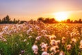 field thistle in sunset light