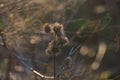 Field thistle, with withered flowers pappus bristles in spring