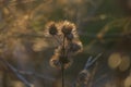 Field Thistle, With Withered Flowers Pappus Bristles In Spring