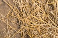 Field after the threshing of the wheat from close Royalty Free Stock Photo