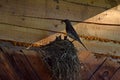 Field thrush bird feeding chicks in the nest Royalty Free Stock Photo