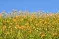 Field of tiger lily Royalty Free Stock Photo