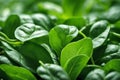 From Field to Plate: Witness the Bounty of Freshly Harvested Spinach