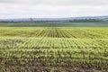 Winter crops planted in rural areas. Royalty Free Stock Photo