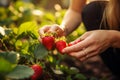Field to table Woman harvesting fresh, ripe organic strawberries in garden