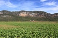 Field of tobacco plantation in cuba