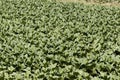 Field with Tobacco plants, Nicotiana tabacum Royalty Free Stock Photo