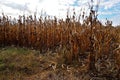 Field of towering corn ready for harvest in fall Royalty Free Stock Photo