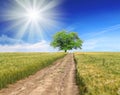 Field,tree, blue sky with way Royalty Free Stock Photo