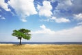 Field, tree, sea Royalty Free Stock Photo