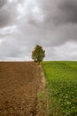 Field, tree and storm. Royalty Free Stock Photo