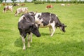 Field with trees on a bright sunny day in Normandy, France. Summer countryside landscape, pasture for cows Royalty Free Stock Photo