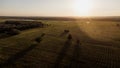 a field with trees in the rays of the golden sun at sunset Royalty Free Stock Photo