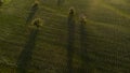 a field with trees in the rays of the golden sun at sunset Royalty Free Stock Photo