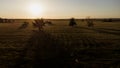 a field with trees in the rays of the golden sun at sunset Royalty Free Stock Photo