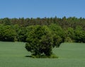 Field an trees in summer Royalty Free Stock Photo