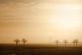 Field with trees and windmills on the horizon in the morning. Royalty Free Stock Photo