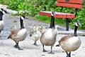 Field trip of  Canada Geese family Royalty Free Stock Photo