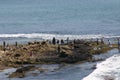 Field trip at Tide pools