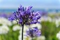 A field of Triteleia laxa