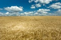 Field of triticale and clouds Royalty Free Stock Photo