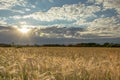 Field of triticale, horizon and sun shine in clouds on sky Royalty Free Stock Photo