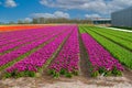 Field of colorful tulip bulbs in Holland, Lisse, the Netherlands, tulip farm, gardening