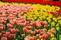 A field of tulip flowers in triple colour Royalty Free Stock Photo