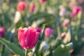 Field of tulipas for pick yourself Royalty Free Stock Photo