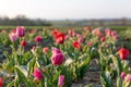 Field of tulipas for pick yourself Royalty Free Stock Photo