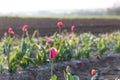 Field of tulipas for pick yourself Royalty Free Stock Photo